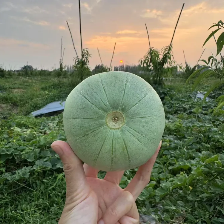 【顺丰包邮】湖北头茬薄皮甜瓜5斤香瓜绿宝香甜梨瓜现摘现发