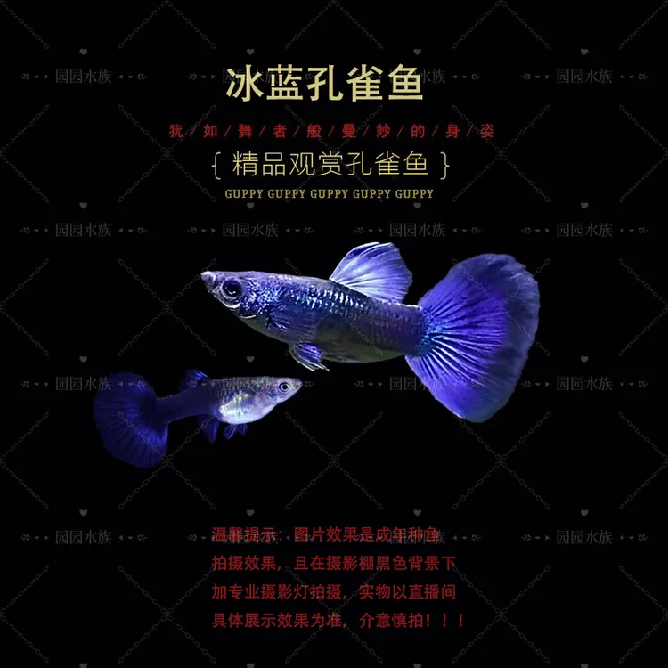 纯种莫斯科冰蓝（黑背景显蓝）精品孔雀鱼热带观赏鱼小型淡水鱼