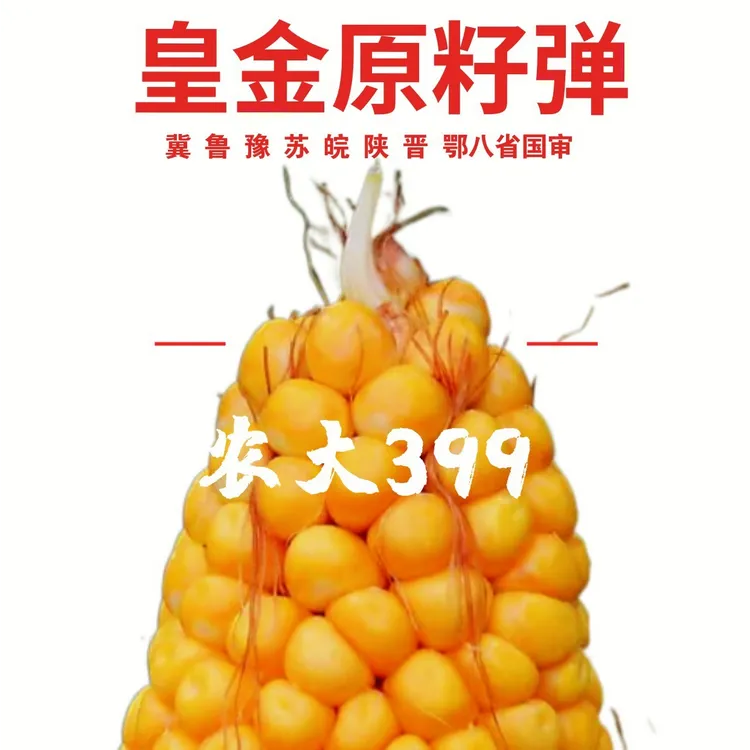 黄淮国审农大399红秆实心马齿籽粒原籽弹封顶矮秆免化控玉米种