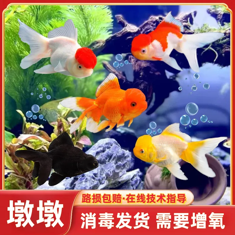 冷水小金鱼鹤顶红招财淡水鱼狮子头鸿运当头观赏鱼好养耐活小型鱼