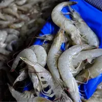 大连野生白银虾4斤起 （顺丰包邮）