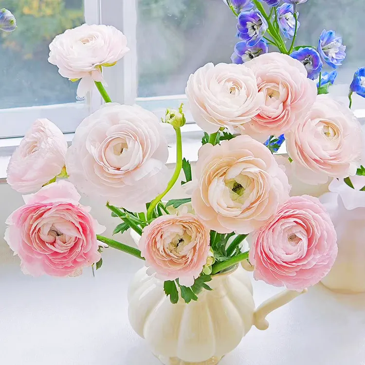 樱花粉河内洋牡丹鲜切花云南基地直发超级洋牡丹花期长好养护