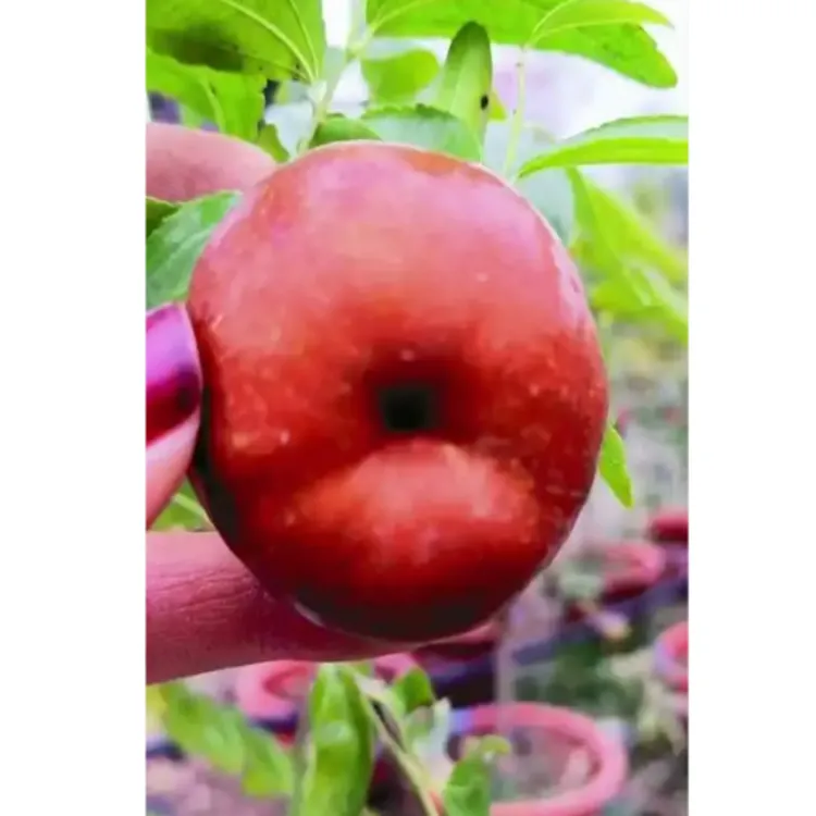 大果蟠枣树苗嫁接蟠桃枣树苗盆栽地栽庭院种植大果蟠枣苗耐冬耐冻