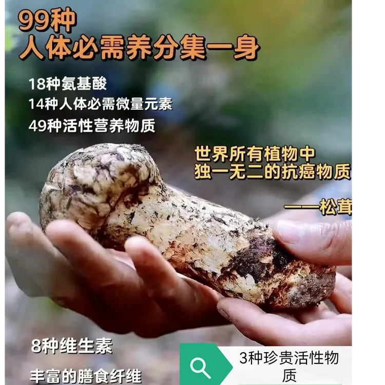 云南松茸香格里拉松茸新鲜松茸精品松茸云南出口级松茸外贸级松茸