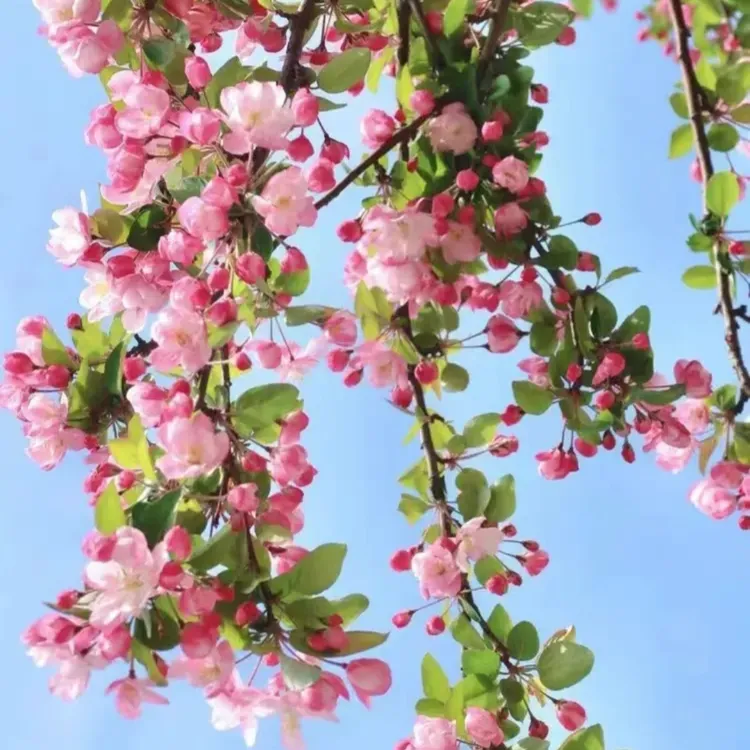 西府海棠树苗南北方都室外庭院小区门口海棠花海棠树西府海棠庭院