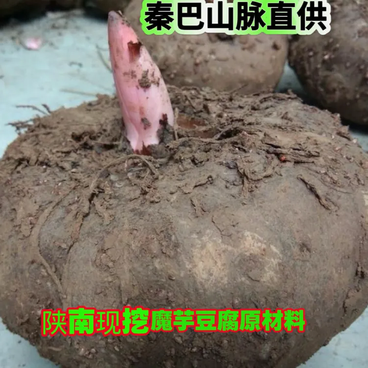 陕南新鲜现挖魔芋可制作魔芋豆腐秦巴山脉直供带泥现发锁鲜直达