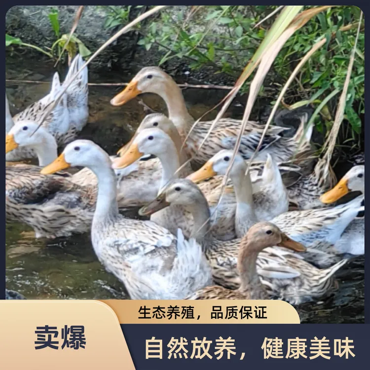 溪水放养三年老鸭子净膛发货适合煲汤红烧