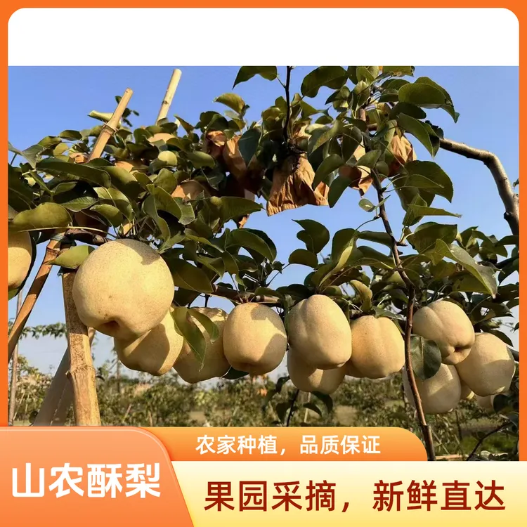 山农酥梨现摘现发礼盒装新鲜当季皮薄个大脆甜多汁水果果园直发