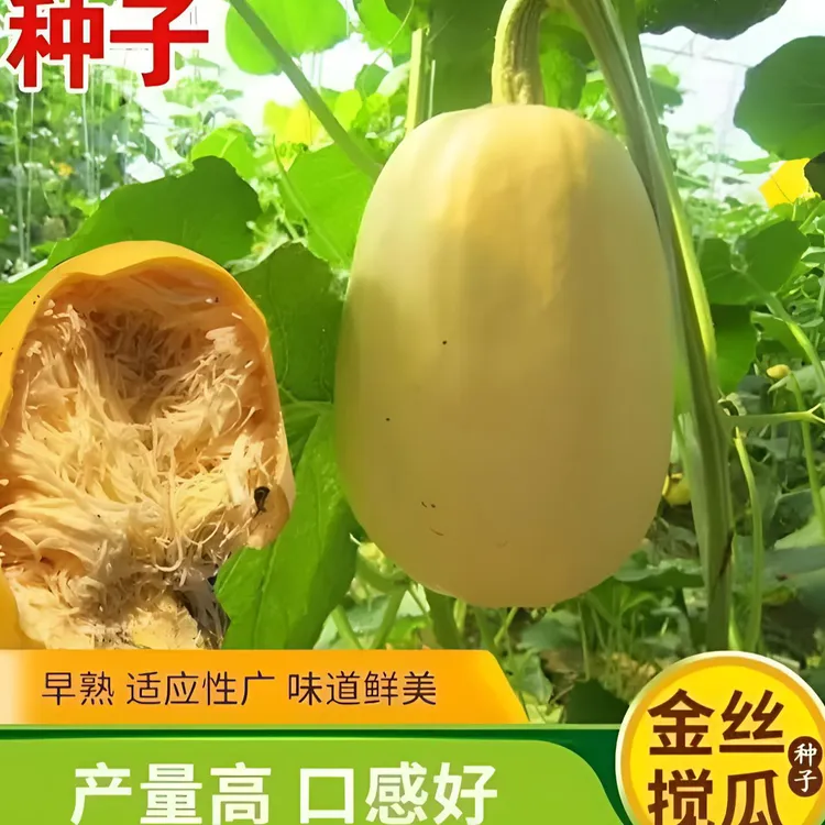 金丝绞瓜种子四季蔬菜田园庭院种植天然食用粉丝薄皮正品蔬菜种籽