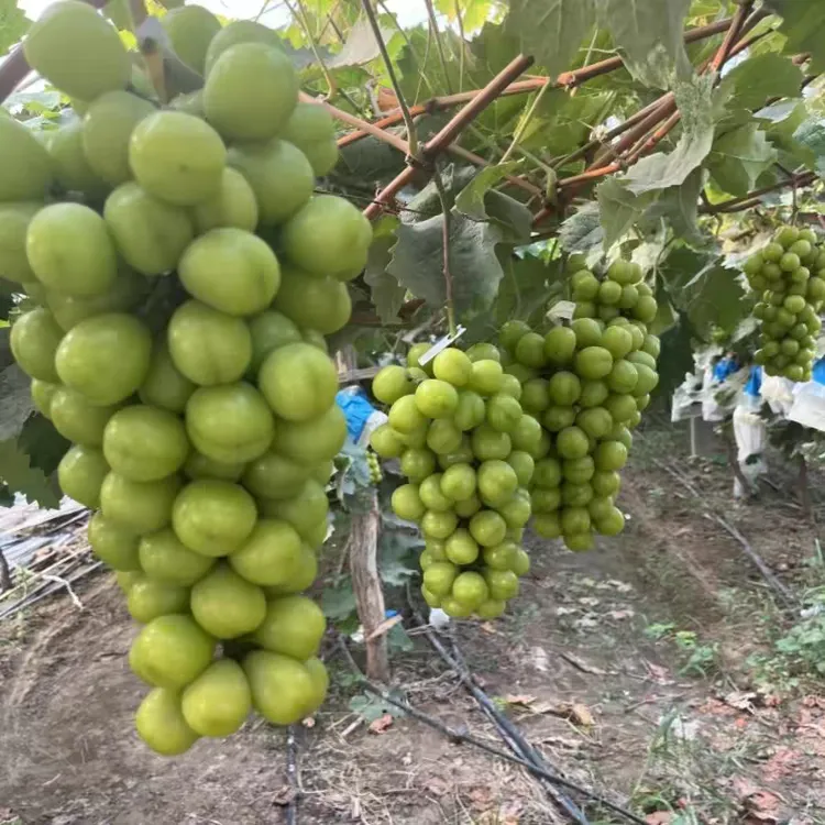 【顺丰包邮】新鲜采摘香甜阳光玫瑰葡萄现摘现发口感香甜