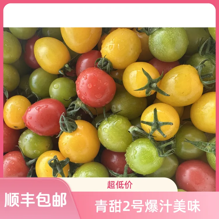 【顺丰京东包邮】现摘青甜2号小番茄三色小番茄组合香甜爆汁圣女果