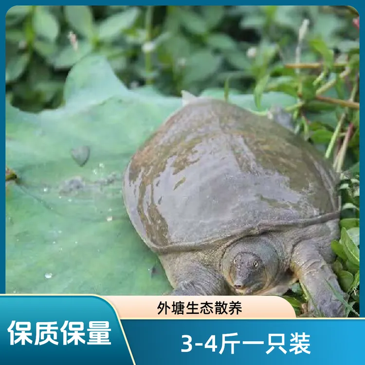 3斤多一只鲜活外塘散养生态公甲鱼大甲鱼水鱼足斤足两包鲜活