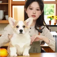 胡桃瓢总柯基大队双色短毛柯基宠物活体狗狗