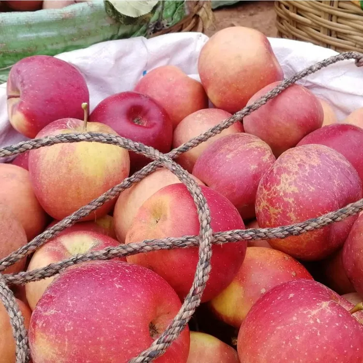 【助农专属】原产地直发四川大凉山盐源县红富士糖心丑苹果2025年新果5斤装