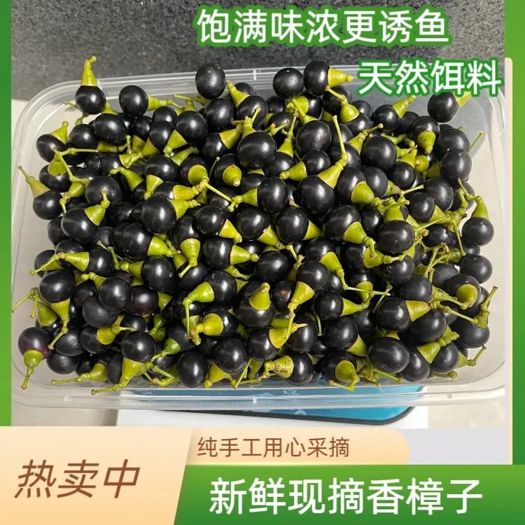 新鲜香樟子樟树籽现摘闷杆冲钓打窝挂钩两用清波鳊鱼草鱼饵料