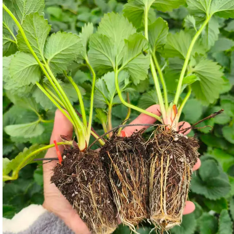 草莓脱毒二代穴盘苗基地直发根系发达易成活（穴盘苗）