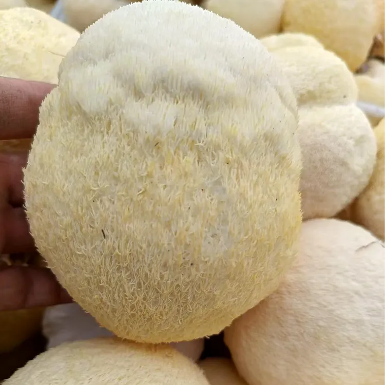 【划拉哥专属】头茬新鲜猴头菇原产地现采现发2斤/箱 顺丰包邮