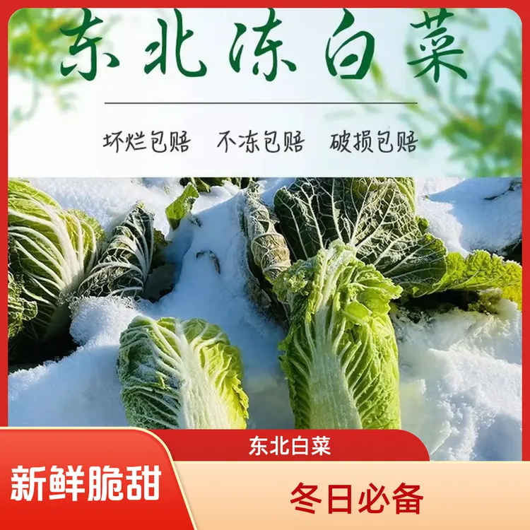 东北自然冷冻净切冻白菜鲜嫩脆甜黄心菜 冬季必备