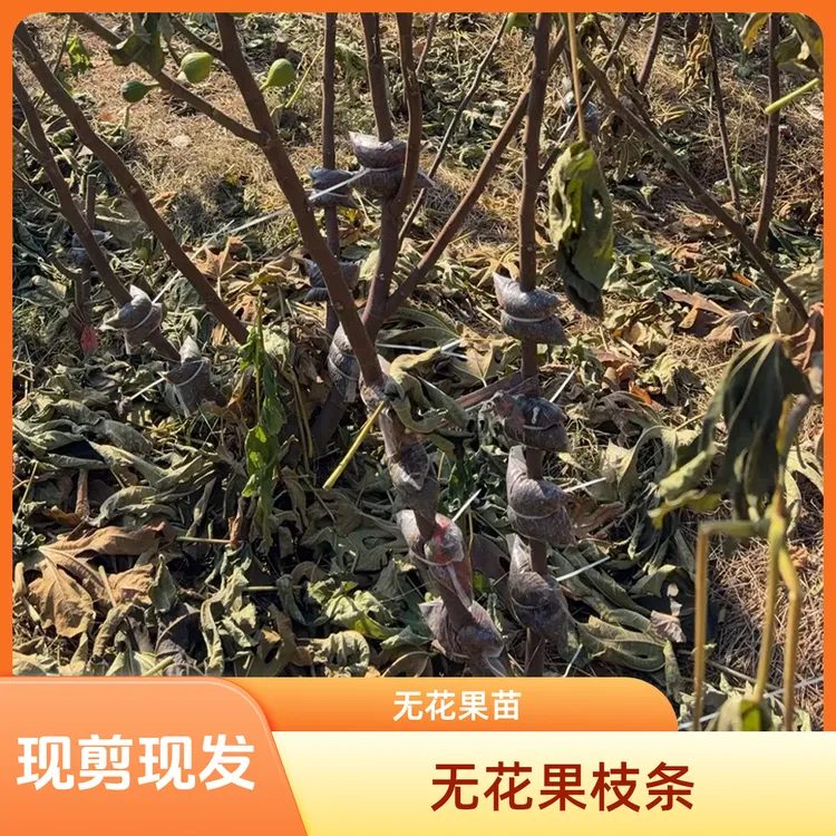 无花果枝条红美人久留米绿早