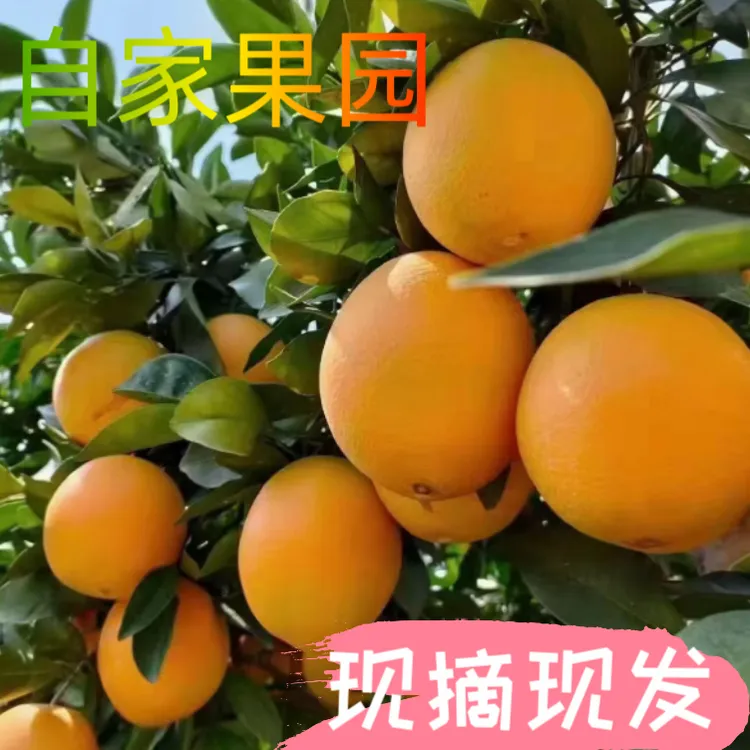 正宗赣南脐橙果园直发孕妈妈现摘采摘香甜汁多皮薄肉厚应季水果