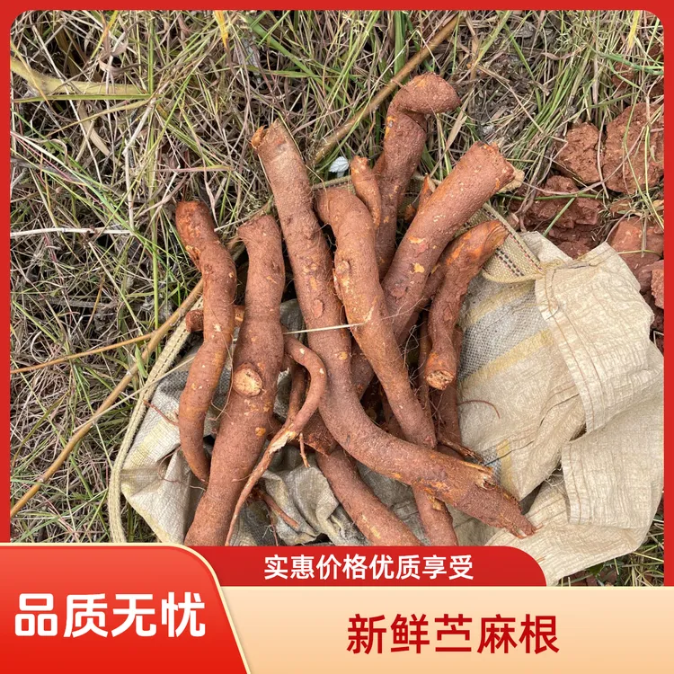 现挖现发新鲜苎麻根！当季新采鲜嫩饱满源头直供无中间商食用好物！