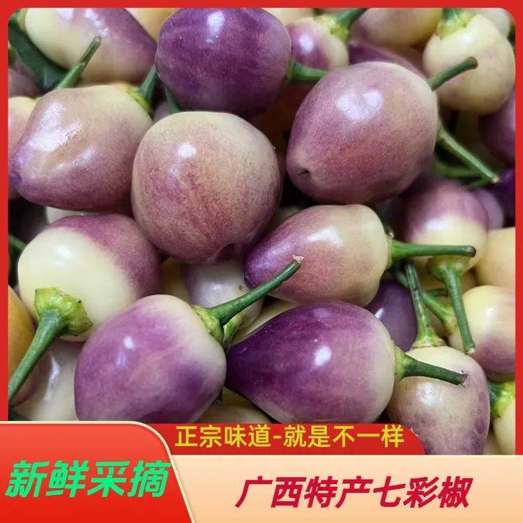 广西正宗七彩椒泡椒五彩辣椒腌制新鲜辣椒肉厚脆爽特产包邮
