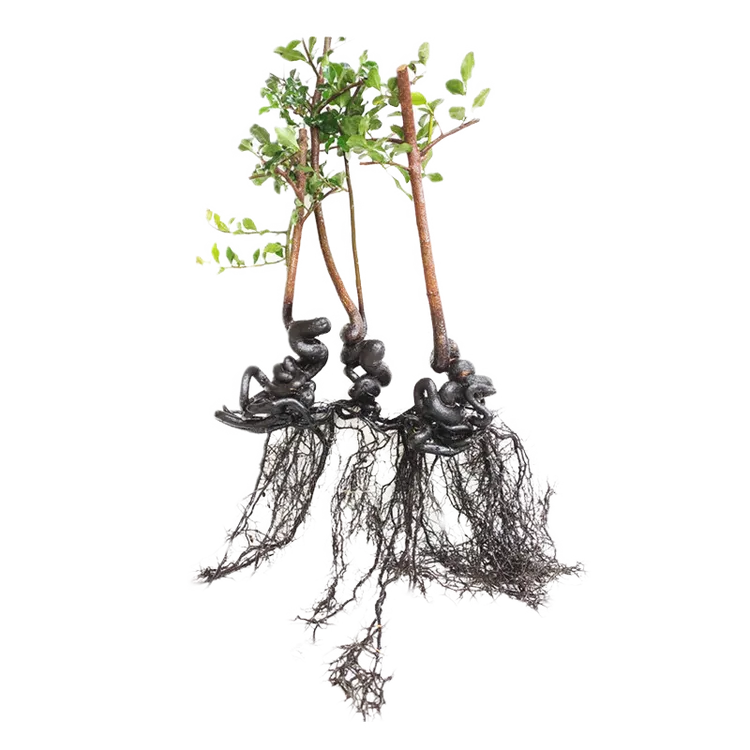 四川灌木弯弯根艺金弹子小悬崖精品树材禅意掌中宝微型提根坨坨