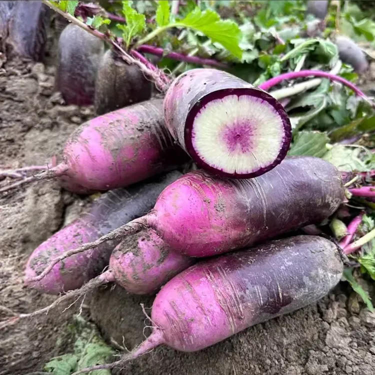 潍坊冰淇淋水果萝卜冰糖心甜脆多汁生吃美味蔬菜农产品产地种植