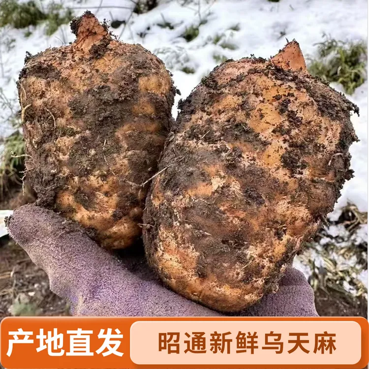 正品新鲜天麻云南昭通天麻小草坝高山林下仿野生乌天麻原产地发货