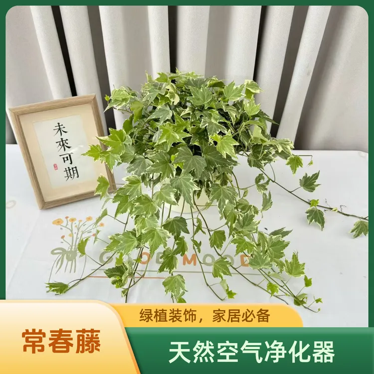 金边常春藤盆栽藤蔓室内垂吊兰长春藤吸甲醛爬常青藤观叶植物花卉