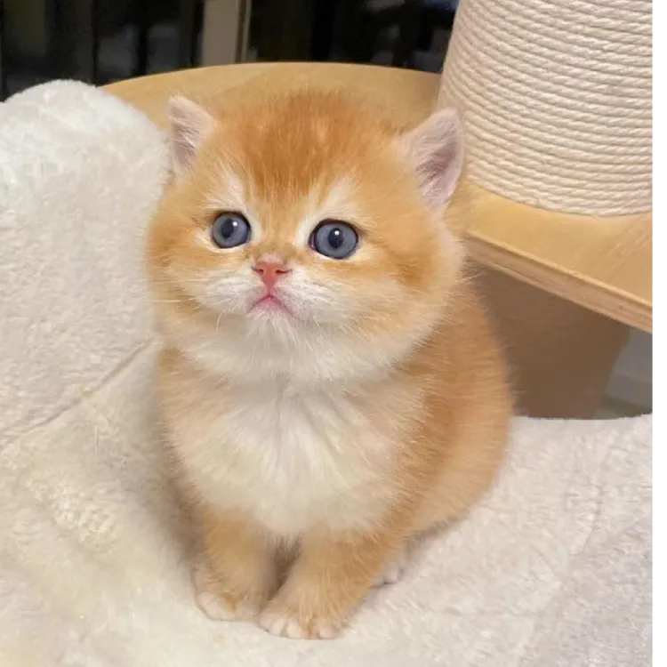 （宠多多猫舍）缅因猫布偶猫金渐层蓝白虎斑猫曼基康狮子毛