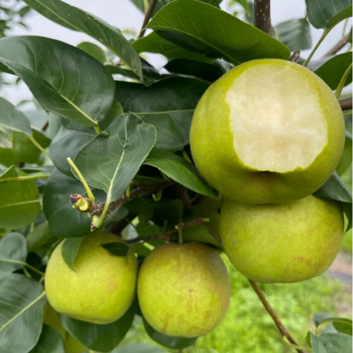 【现摘现发】翠冠梨现摘现发香甜可口皮薄多汁4.5-5斤装食用生鲜