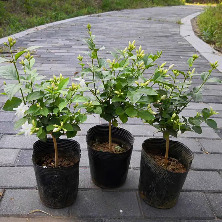 笔尖单瓣茉莉花盆栽独杆树苗清香型好养活适合庭院阳台