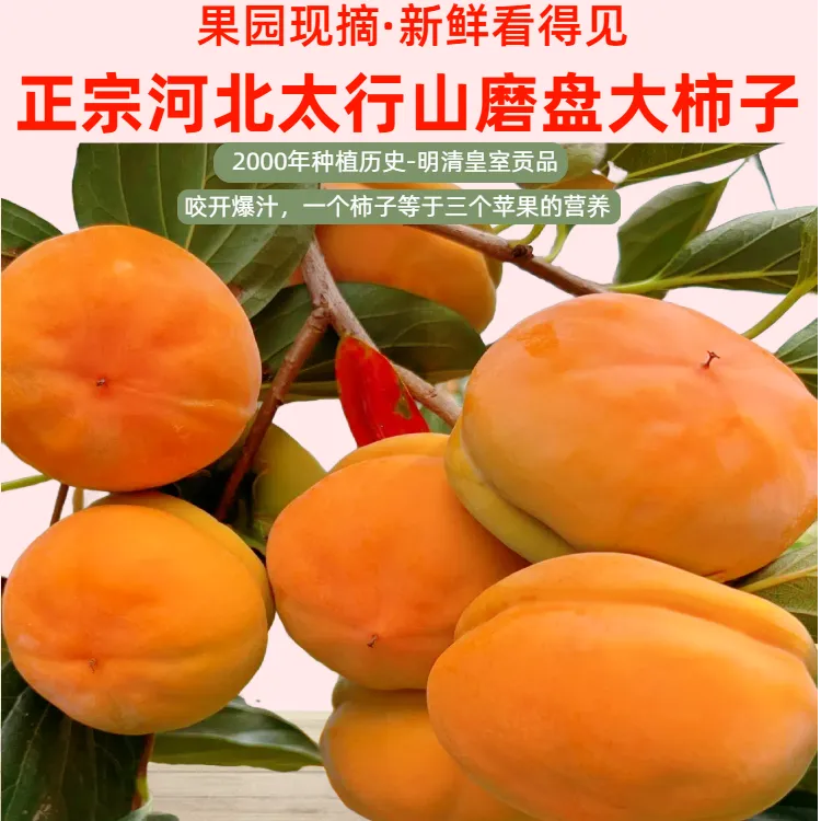 柿子磨盘柿河北易县软甜盆柿现摘现发5斤/10斤包邮新鲜应季水果