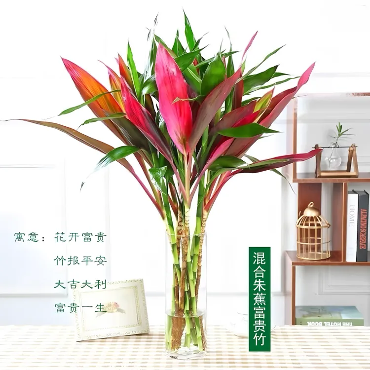 紫竹朱焦+富贵竹混合装原产地直发客厅招财绿植（纸盒包装）