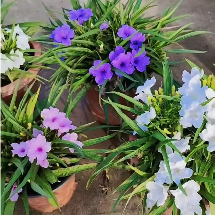 “花痴家翠芦莉扦插盆栽 两颗发！粉色和紫色 ！阳台庭院必备！！