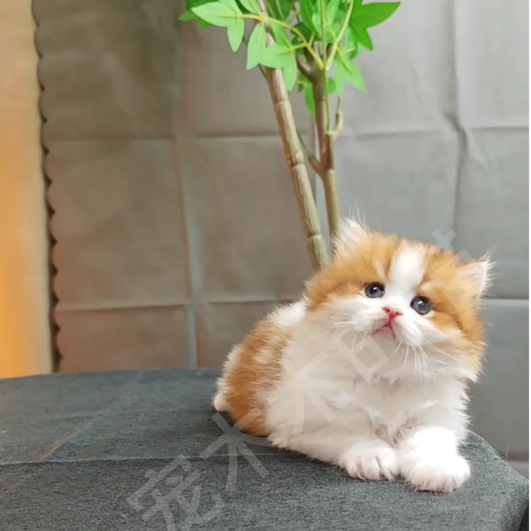 【6期免息】金加白第三代弟弟活体猫咪