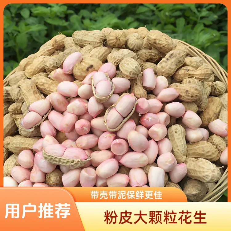 新鲜带泥花生2025年新鲜湿花生现挖现发带壳新鲜花生粉皮批发大颗