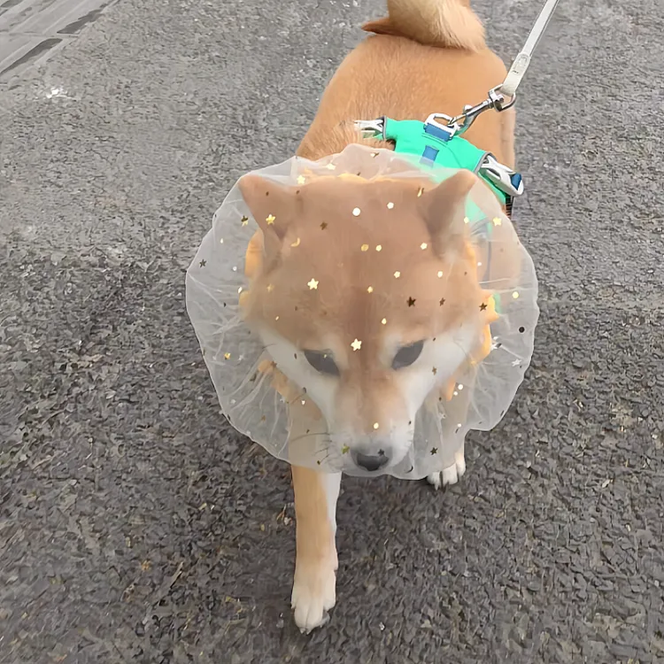 狗狗宠物防乱吃误食头网纱套嘴套防舔神器通用全脸面具透气2026新