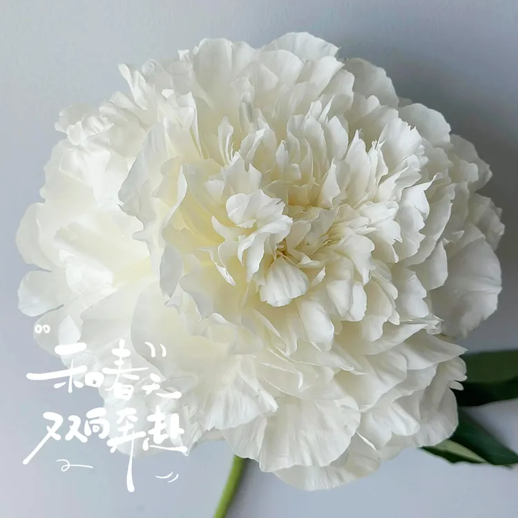 现货【妈妈的选择芍药鲜切花】芍药花妈妈的选择母爱芍药鲜切花插花