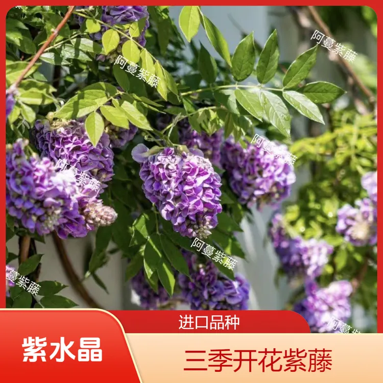 【紫水晶】正版三季开花紫藤，欧系紫藤当年开花带花芽发货藤本