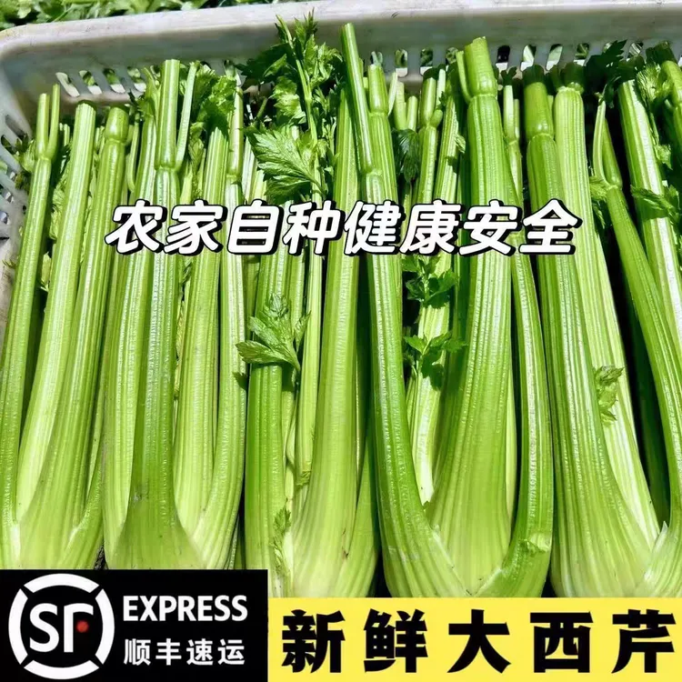 【顺丰发货】精品去叶西芹榨汁专用新鲜蔬菜水果西芹原产地直发