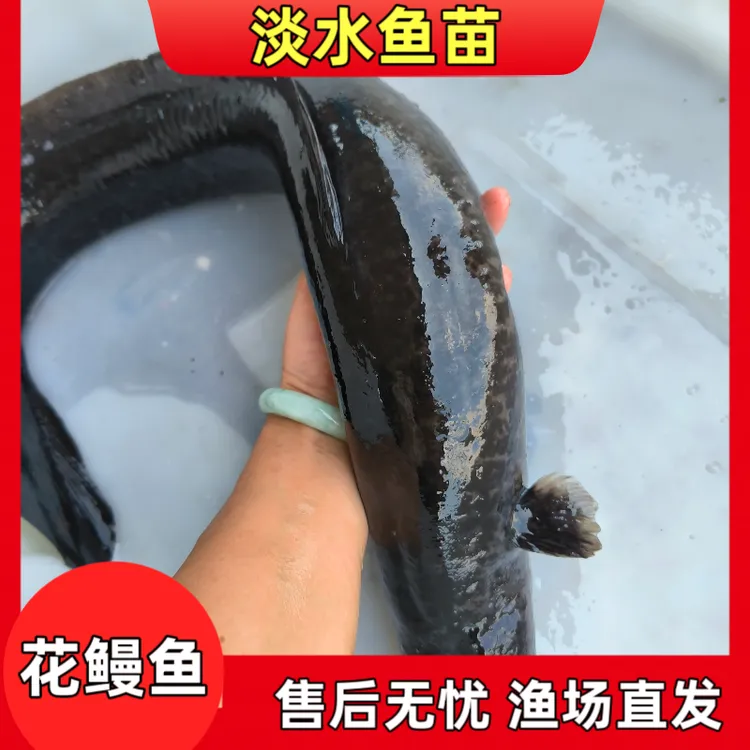 正宗淡水金丝花鳗鱼活鱼花鳗花锦鳗鲜活发货鱼塘养殖