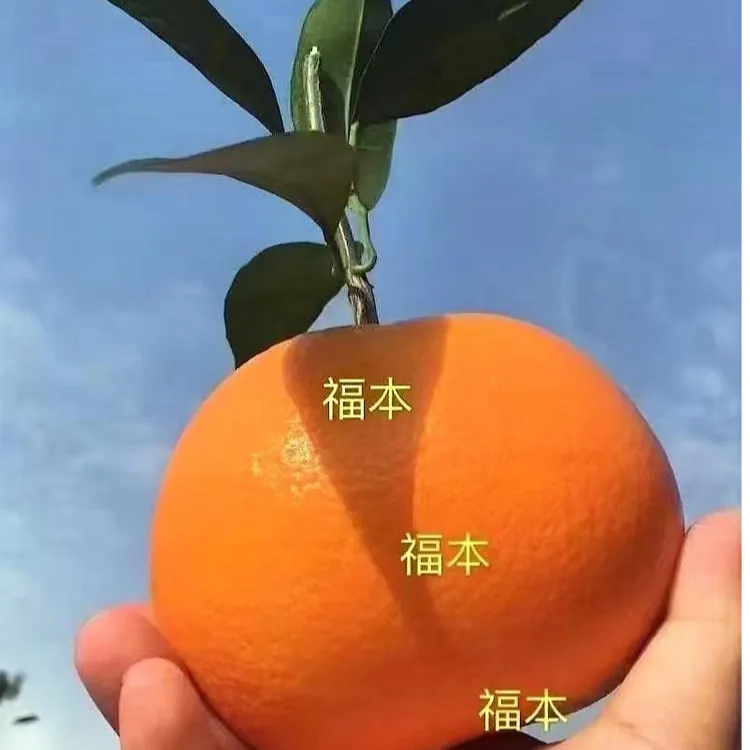 正宗奉节福本脐橙