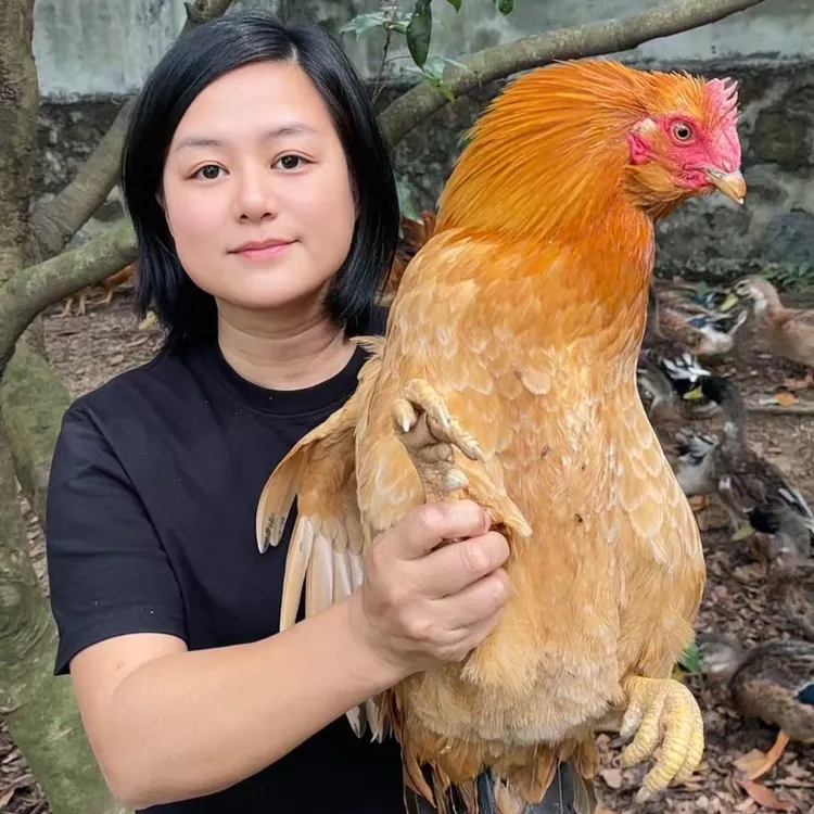 胡须鸡 大扇鸡 增城荔枝园自家散养 满1年以上 走地鸡 毛重7斤