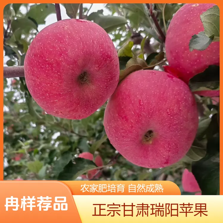 冉样正宗甘肃庆阳原产地"瑞阳"苹果极致爆甜口感水果细腻果香浓郁