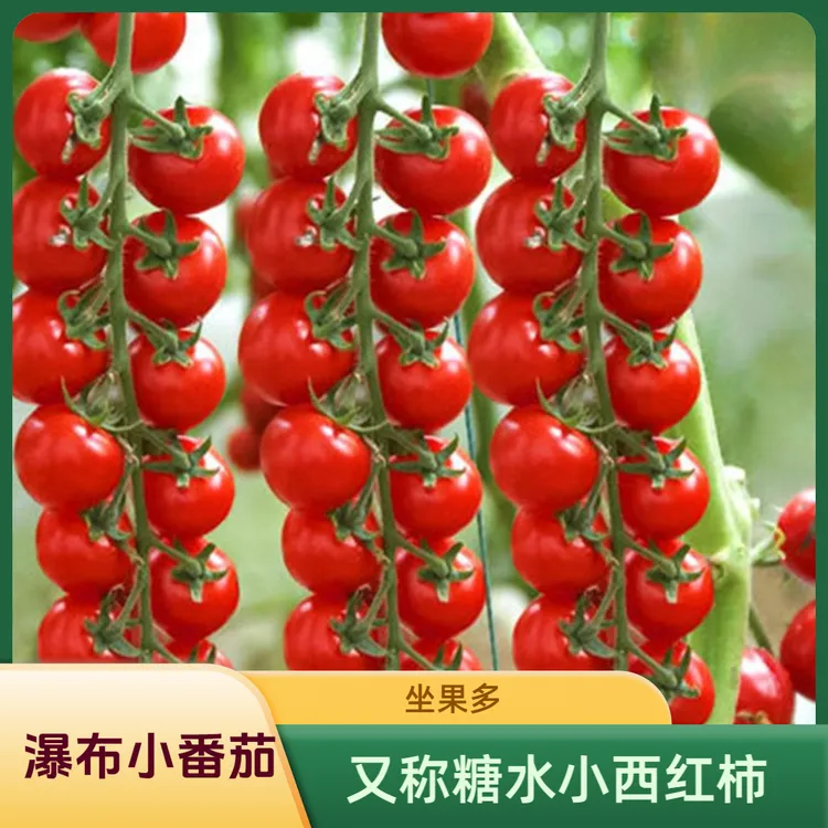 大小面积种植樱桃小番茄种子口感甜瀑布番茄籽结果多小番茄苗子