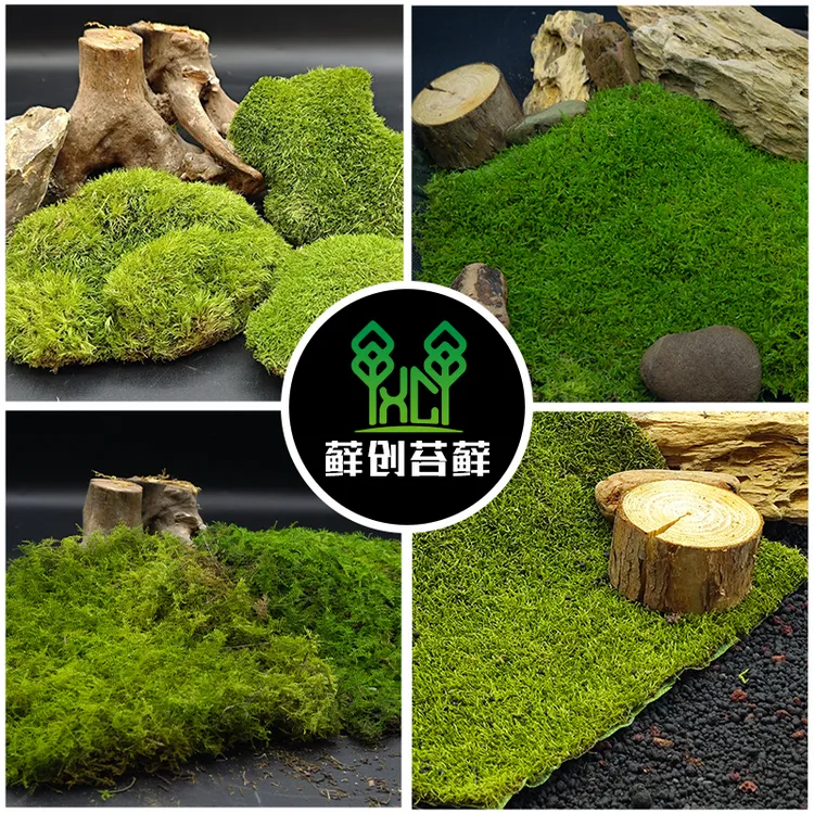 永生苔藓白发藓大灰藓大羽藓小灰藓造景铺面青苔不掉色