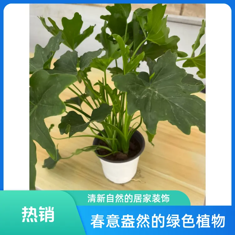 春羽植物盆栽室内四季常绿可净化空气的好养活绿植