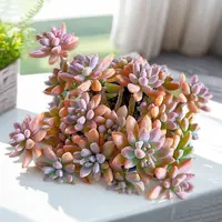【老桩果冻秋丽】【满9.9包邮】星花怒放阳台露台办公多肉植物栽种养